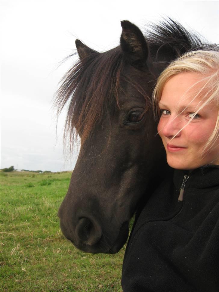 Shetlænder Polle billede 17