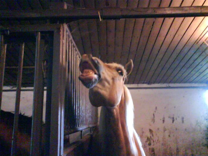 Haflinger Nissan *solgt* - Det er ikke fedt at få solcrem på billede 7