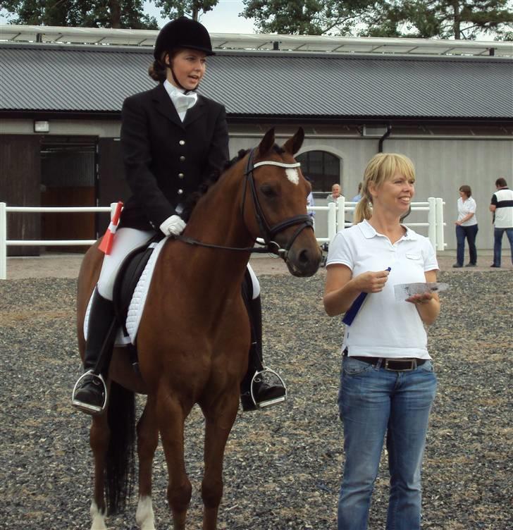 Welsh Pony af Cob-type (sec C) Aester Estupenda - Svergie - præmieoverrakkelse, vandt PRM med 70,1% billede 8