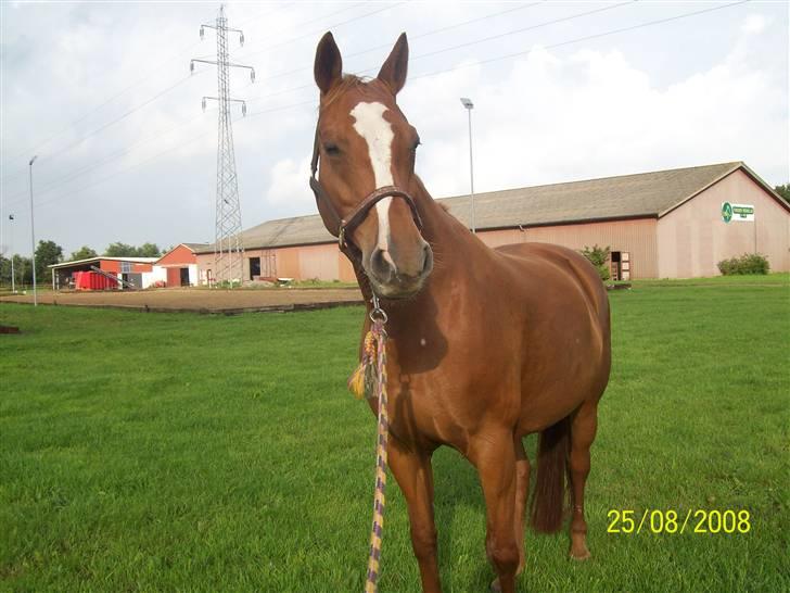 Dansk Varmblod Premira Pride * Himmelhest* <3 billede 2