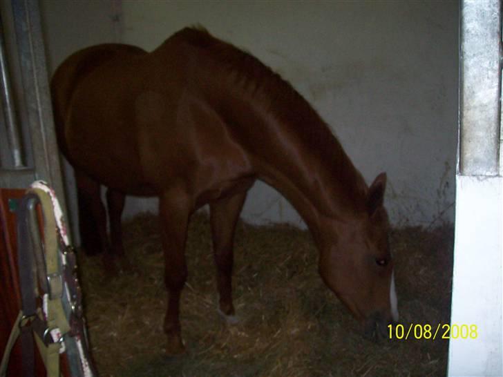 Dansk Varmblod Premira Pride * Himmelhest* <3 billede 3