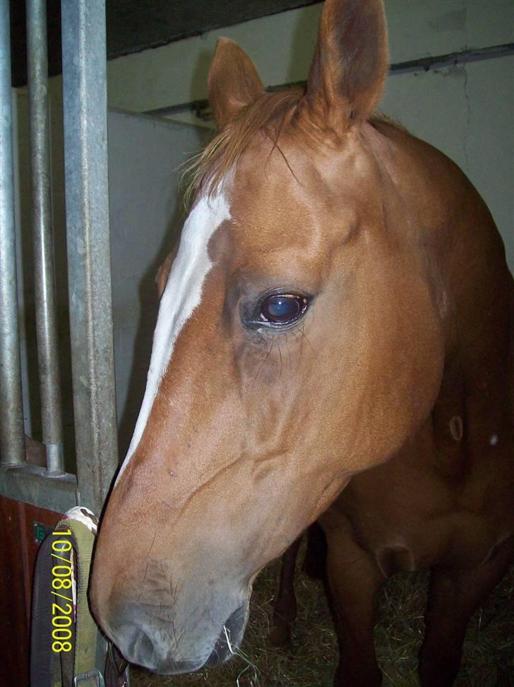 Dansk Varmblod Premira Pride * Himmelhest* <3 billede 4