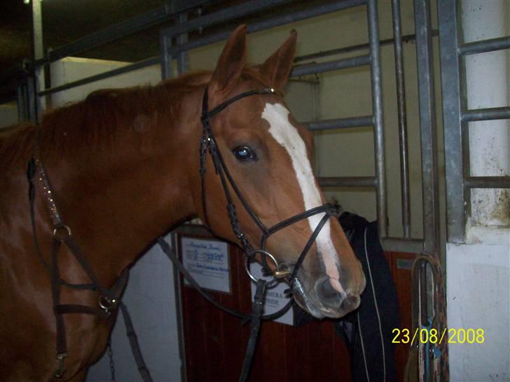 Dansk Varmblod Premira Pride * Himmelhest* <3 billede 5