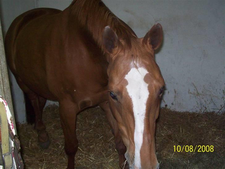 Dansk Varmblod Premira Pride * Himmelhest* <3 billede 6