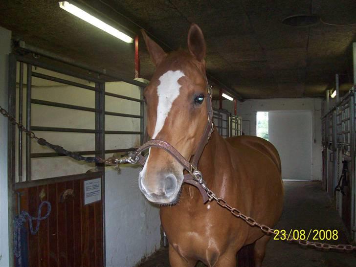 Dansk Varmblod Premira Pride * Himmelhest* <3 billede 7