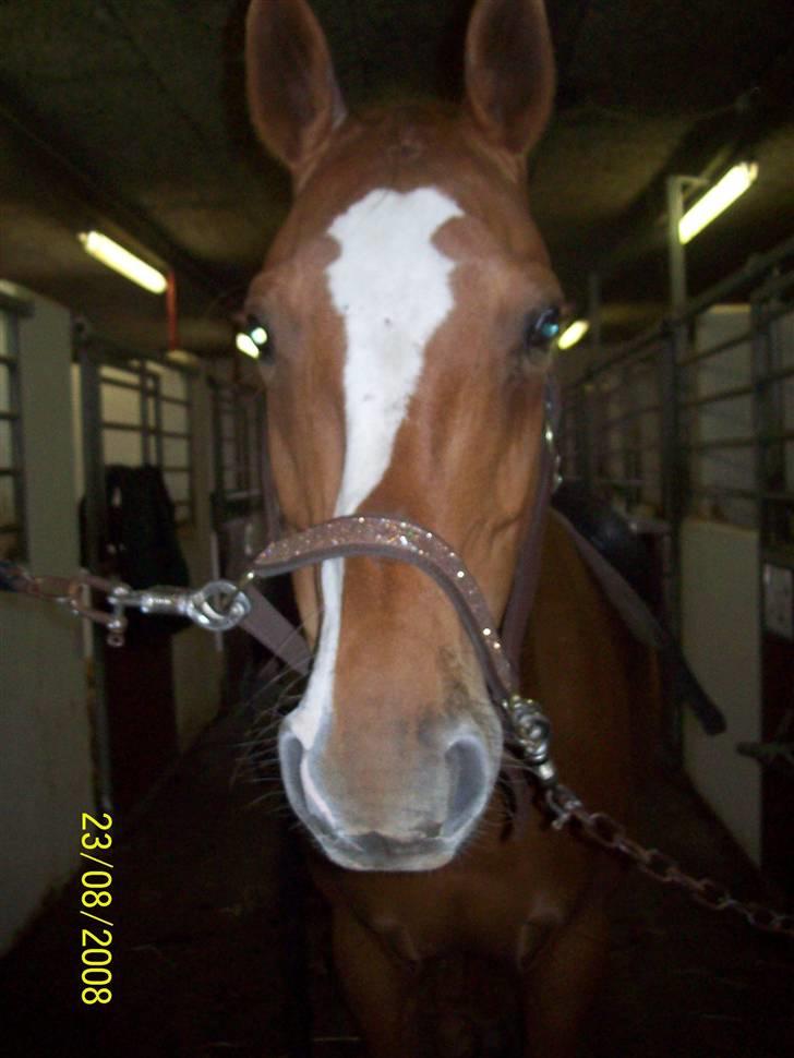 Dansk Varmblod Premira Pride * Himmelhest* <3 billede 8