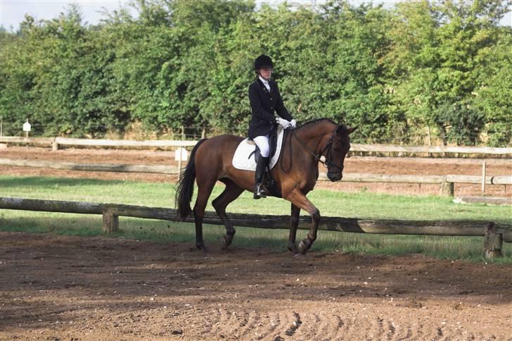 Dansk Varmblod Falypso Bell - Dressur på Fyn 3. aug. Første CNC100. 2008 billede 14