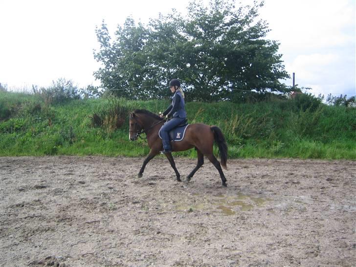 Anden særlig race Pinocchio SOLGT - Mig og Nokken i dressur.. eller det der ligner:P billede 16