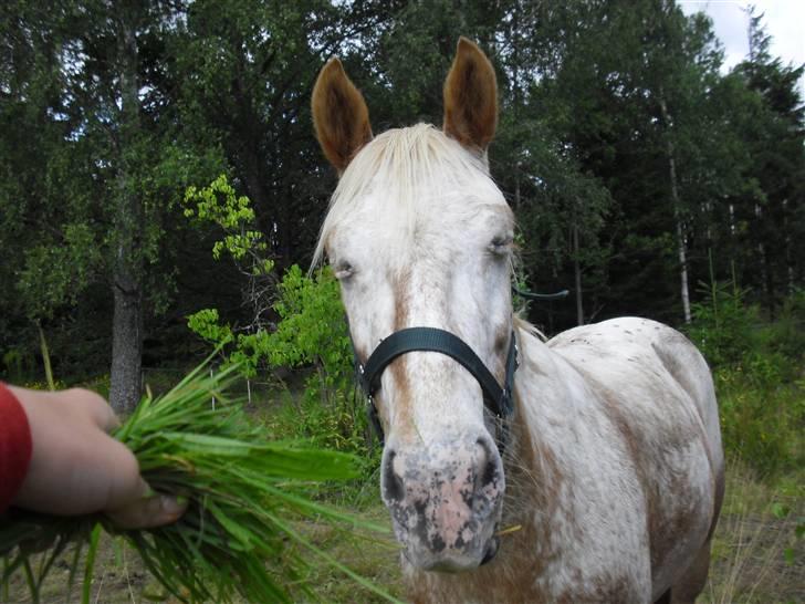 Anden særlig race Golden Star (solgt) - GOLDEN billede 1