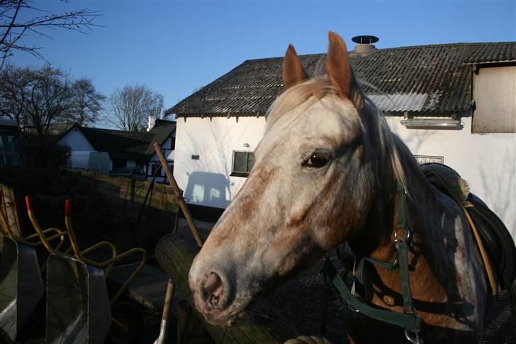Anden særlig race Golden Star (solgt) - golden udenfor billede 2
