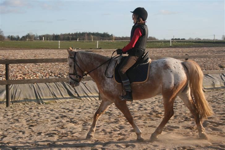 Anden særlig race Golden Star (solgt) billede 4