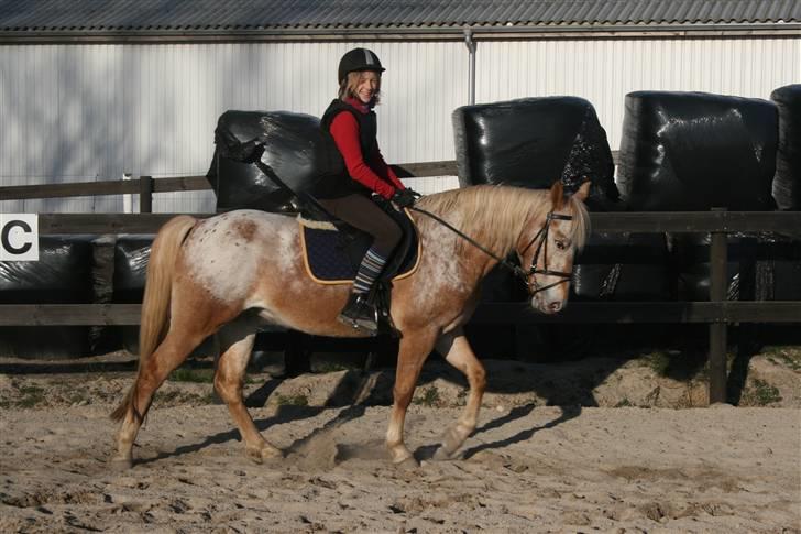 Anden særlig race Golden Star (solgt) billede 5