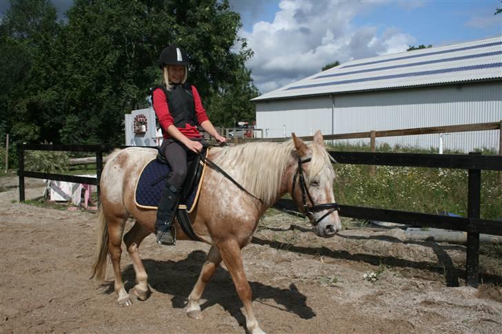 Anden særlig race Golden Star (solgt) - golden slapper den billede 7