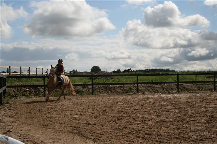 Anden særlig race Golden Star (solgt) - golden rider dressur billede 10