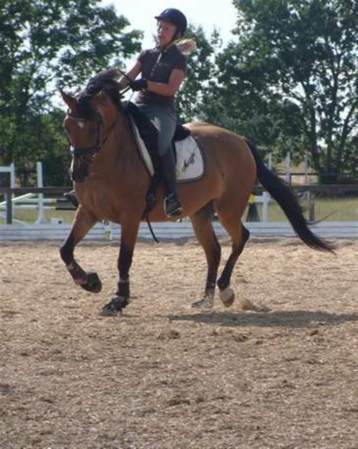 Hollandsk Sportspony Margriet - Solgt billede 6