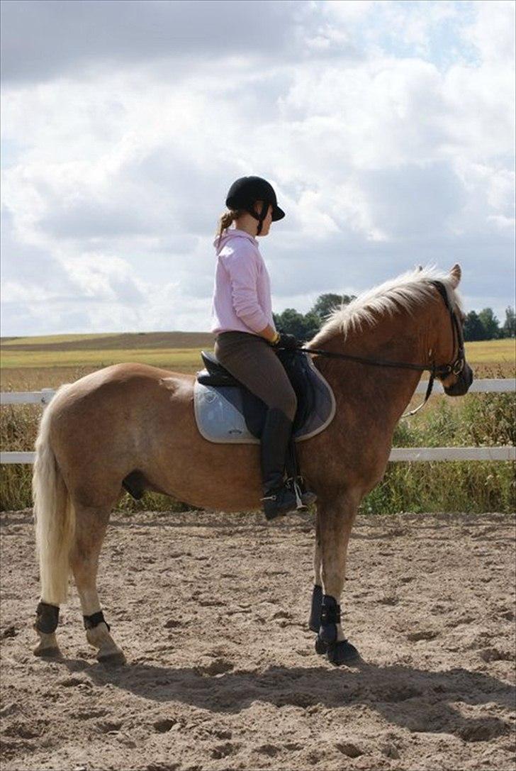 Haflinger Herkules*solgt&savnet* "2x KLUBMESTER 2010!" - :I billede 14