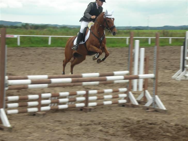 New Forest Comm's Forest Robinia  - - LA Ørsted september 2008 billede 14