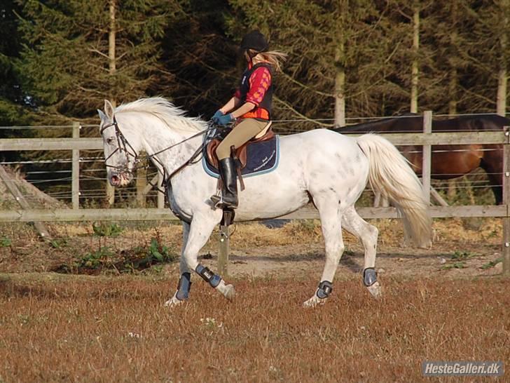 Knabstrupper Coco´s Irish Candy *YNGLINGS HEST* - Efter Billed <33 billede 8