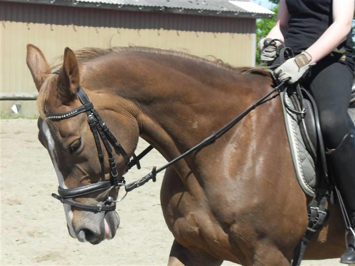 Dansk Varmblod Lindegårdens Martine gl p - hold da op se lige hendes muskler super billed billede 4