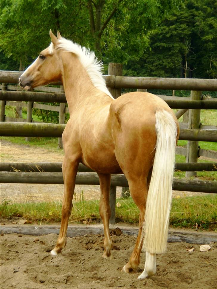 Palomino Kvolsbæk's Don DaVinci - Lækker udsigt. Kabeltv??? billede 1