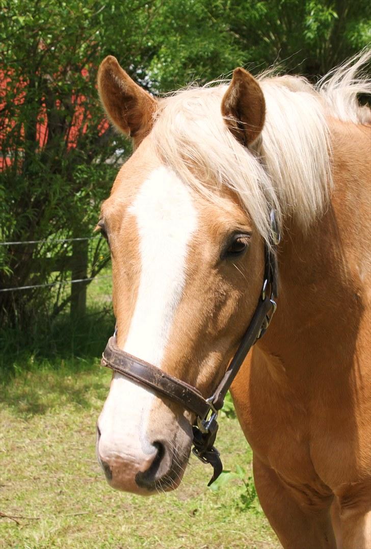 Palomino Kvolsbæk's Don DaVinci - Hygger mig på sommergræs, men vel meget hellere snakke med moar.... billede 2