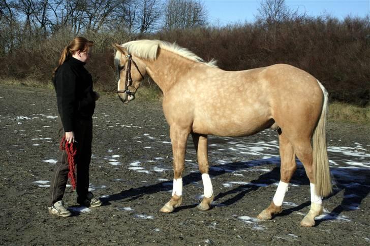 Palomino Kvolsbæk's Don DaVinci - Sådan ser man så ud - 14/02-09 billede 3