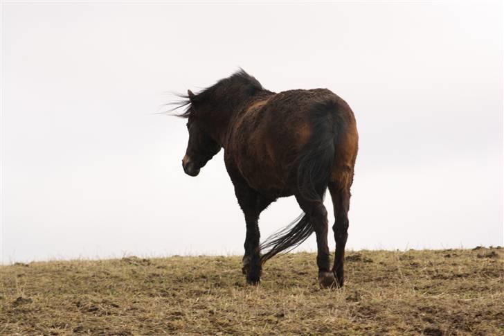 Welsh Pony (sec B) Kastania - Når enden er go´ er alting godt.. <3 billede 18
