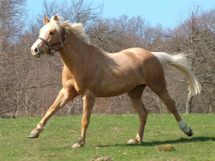 Palomino Kvolsbæk's Don DaVinci - Forår, sol og græs - Det kræver en løbe tur billede 5
