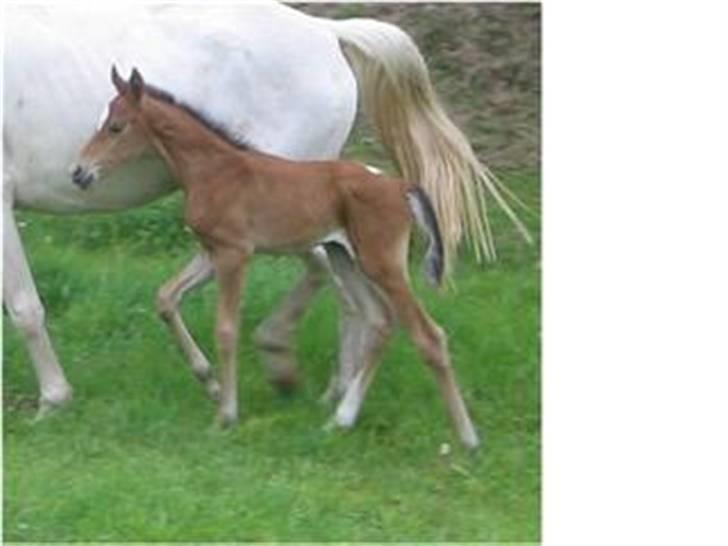 Knabstrupper STALD FLYING´S DESTINY 2B - Her er jeg jo bare en lille baby-hest billede 2