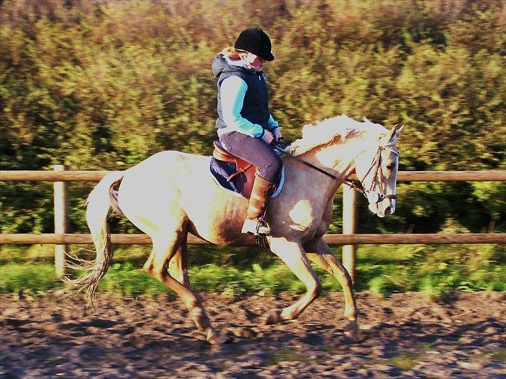 Palomino Kvolsbæk's Don DaVinci - Mærkeligt lys - Under rytter den 19/09-2010 billede 6