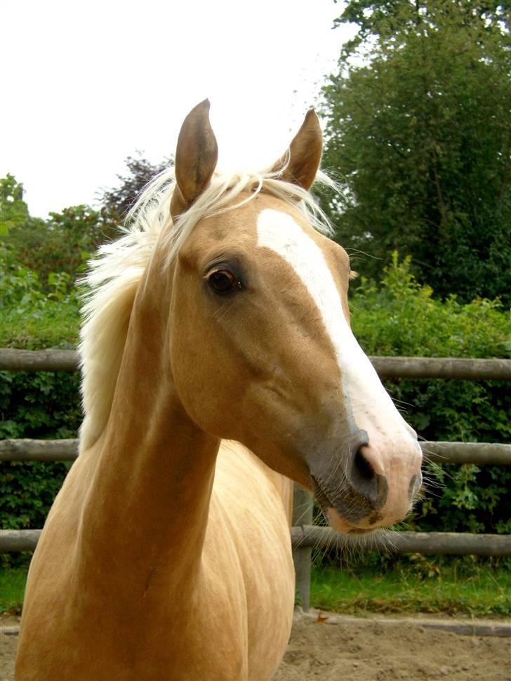 Palomino Kvolsbæk's Don DaVinci - ´Spændende billede 8