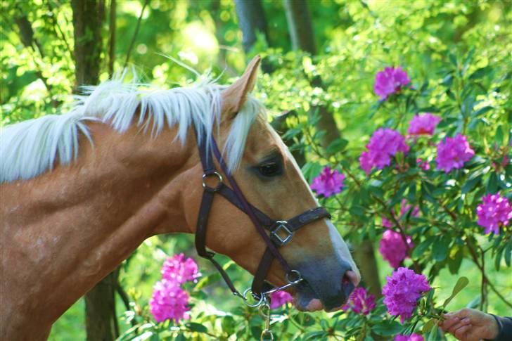 Palomino Kvolsbæk's Don DaVinci - Blomst - Den er lilla billede 10