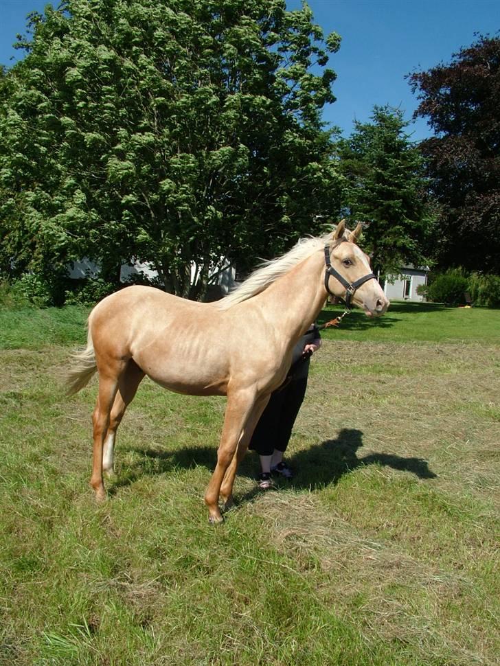 Palomino Kvolsbæk's Don DaVinci - fra 100807 - så er jeg 1 år og næsten 2 måneder billede 11
