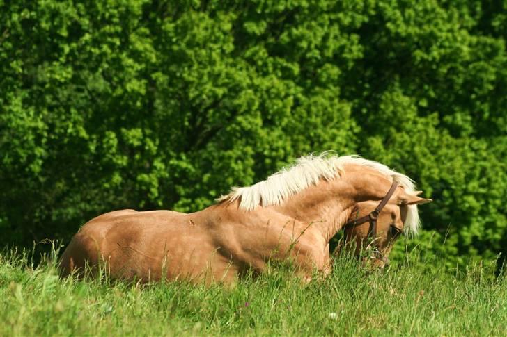 Palomino Kvolsbæk's Don DaVinci - Græsset er så lækkert, Hov hvad er det??? billede 12