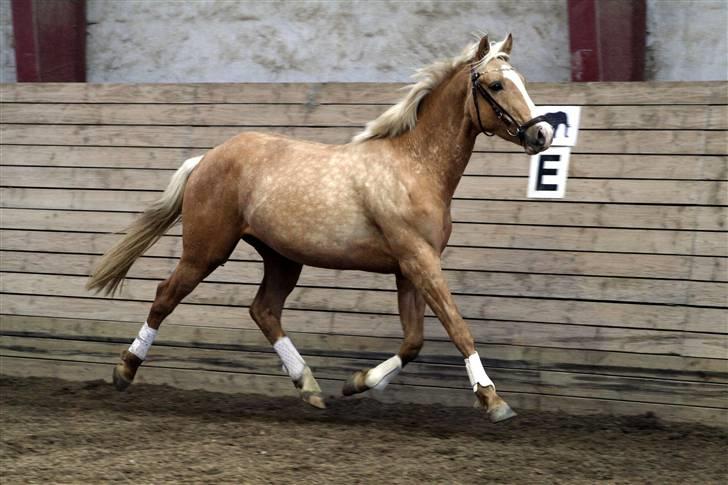 Palomino Kvolsbæk's Don DaVinci - Se mig - se mig  billede 13