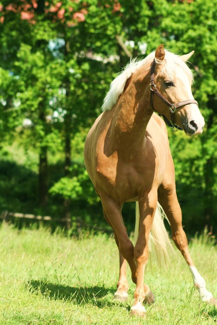 Palomino Kvolsbæk's Don DaVinci - Schenkelforvirring.. billede 14