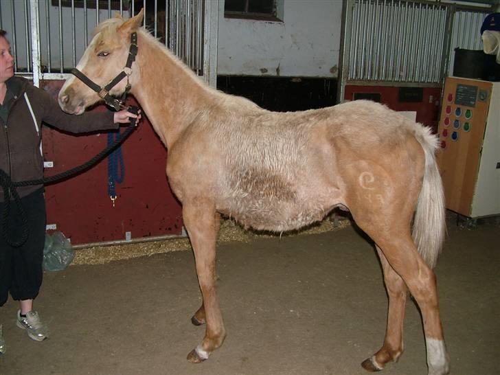 Palomino Kvolsbæk's Don DaVinci - Dengang jeg kom hjem til min nuværende moar 180407 billede 15