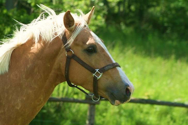 Palomino Kvolsbæk's Don DaVinci - hoved i galop... Whiii billede 16