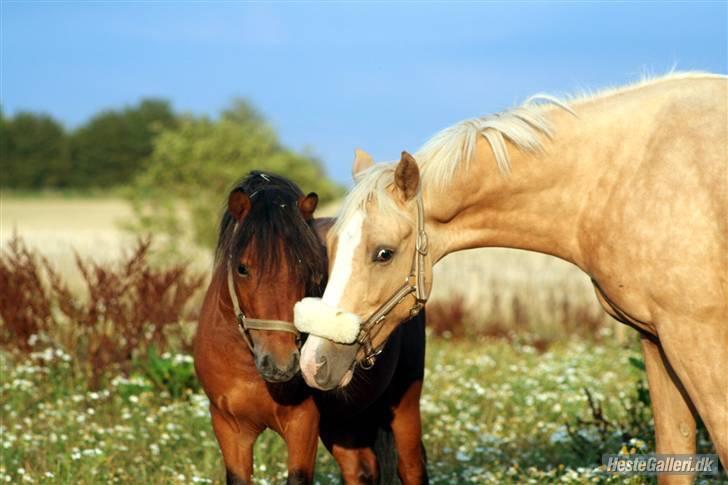 Palomino Kvolsbæk's Don DaVinci - Goddag nye legekammerat billede 17