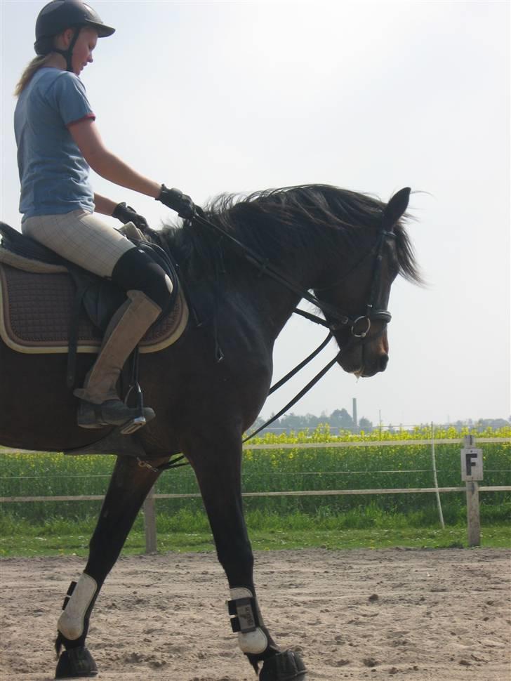 Dansk Varmblod Drudgaards Cefir - 14: Anden gang hun rides i ´09 og efter halvt års pause. #Hjælpetøjler da hun har en dårlig vane at kaste rundt med hovedet.# * 30-04-2009 Elisabeth S* billede 14