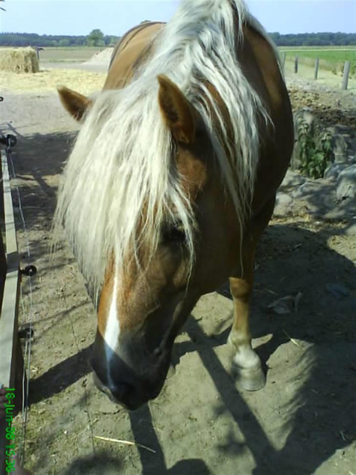 Haflinger Frida billede 1
