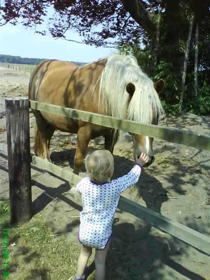 Haflinger Frida billede 2
