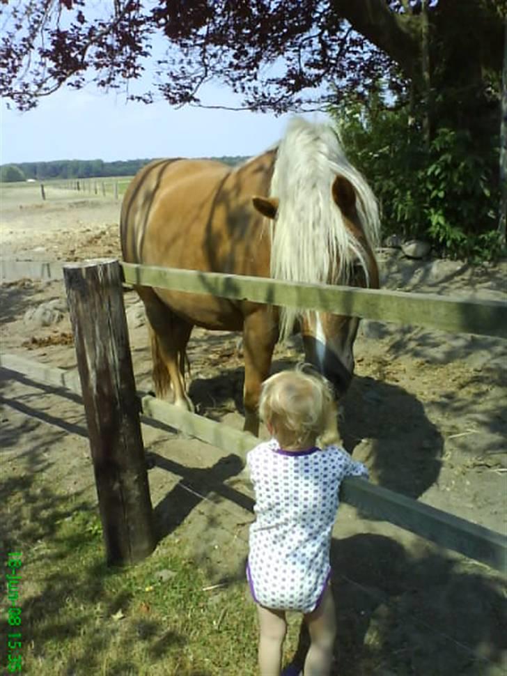 Haflinger Frida billede 3