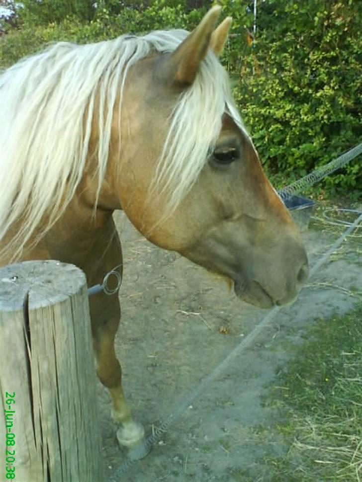 Haflinger Frida billede 4