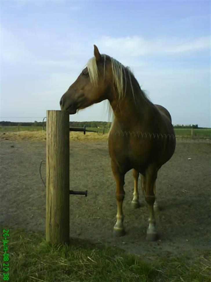 Haflinger Frida billede 5