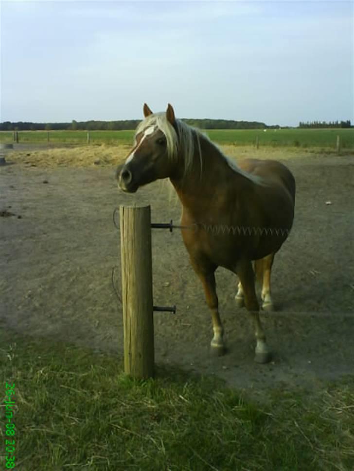 Haflinger Frida billede 6