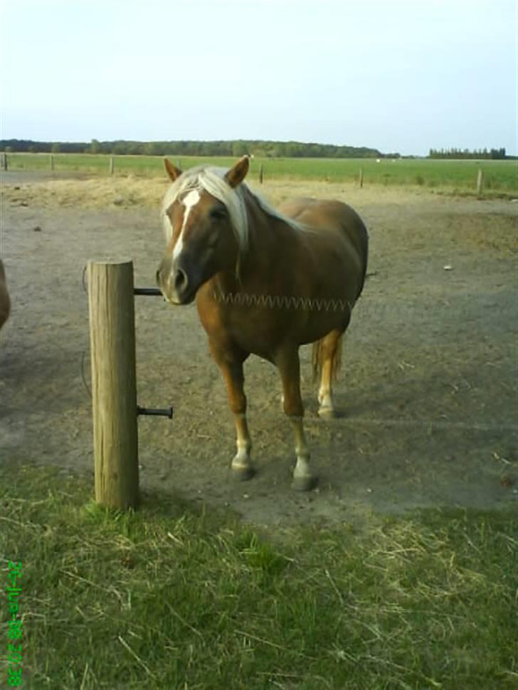 Haflinger Frida billede 7