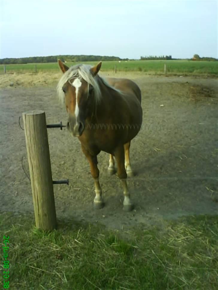 Haflinger Frida billede 8