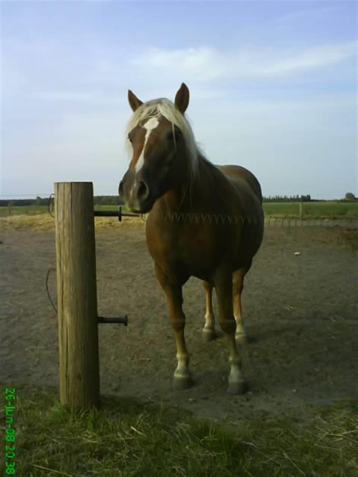Haflinger Frida billede 9