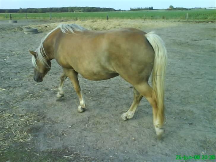Haflinger Frida billede 10
